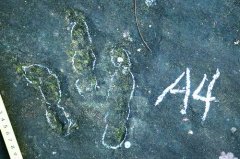 贵州赫章发现侏罗纪早期恐龙足迹群